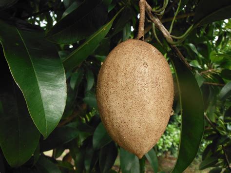 Manilkara Zapota Tikalsapodilla Tree5 Richard Lyons Nursery Inc