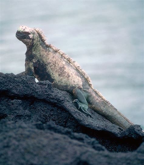 Marine Iguanas Amblyrhynchus Cristatus Galapagos