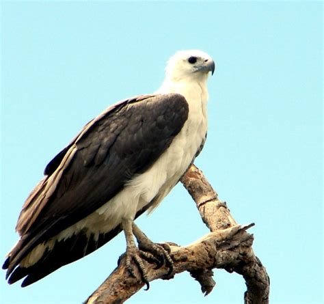 White Bellied Sea Eagle Ocean Treasures Memorial Library