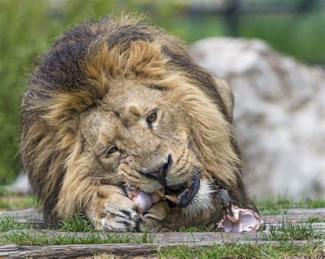 Lion Eating Meat Asiatic Lion Lion Wild Cats