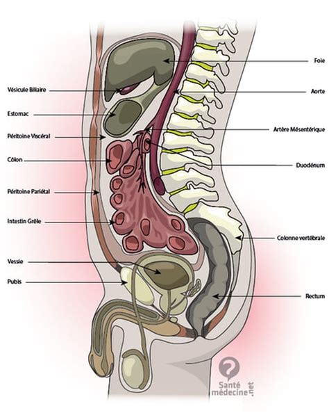 Recherche personnes pour questionnaire douleur. Anatomie du ventre : zoom sur les organes de l'abdomen