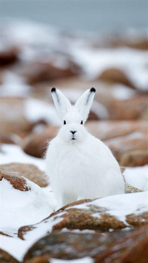 Arctic Hare Snowshoe Rabbit Or Lepus Americanus Snowshoe Hare Baby