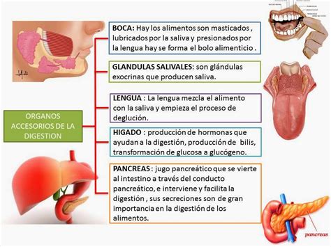 Organos Accesorios Del Sistema Digestivo Blog De Fisiologia Medica