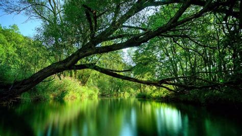 Peaceful Flowing River ~ Relax Music With Nature Sounds Youtube