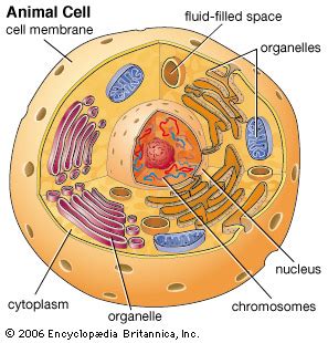 Animal cells are generally smaller than plant cells and lack a cell wall and chloroplasts; cell: animal cell -- Kids Encyclopedia | Children's ...