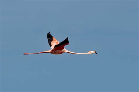 Flamingo Fort De Soto Park St Petersburg Florida Usa David Conley Flickr