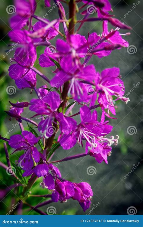 Willow Herb Pink Epilobium Flowers Stock Image Image Of Fireweed