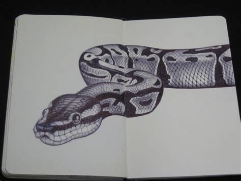 Snake Sketchbook Drawing By Tim Jeffs