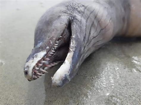 Bizarre Dolphin Like Sea Creature With No Eyes And Sharp Teeth Washes