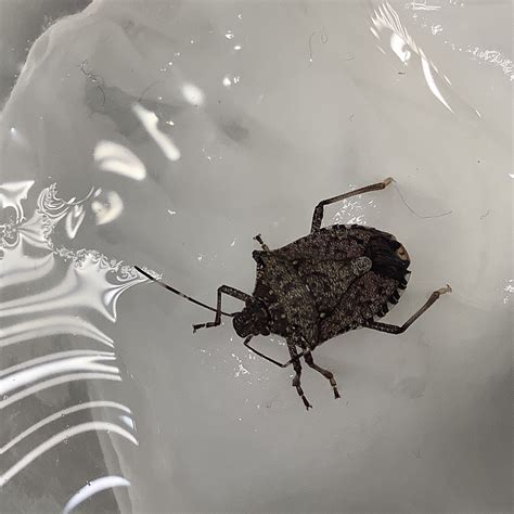 Brown Marmorated Stink Bug Pest Control Canada
