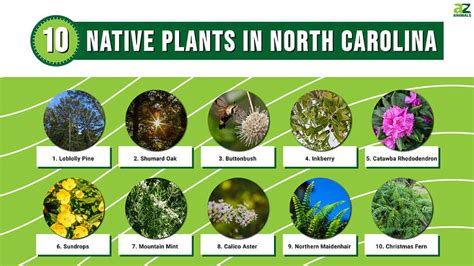 10 Native Plants In North Carolina A Z Animals