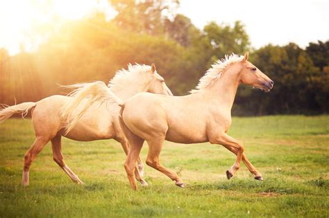 10 Most Popular Horse Breeds And Types Of Horses