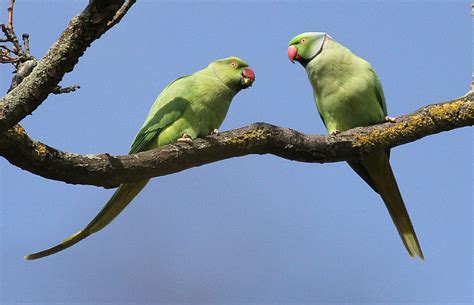 Brians Birding Blog Ring Necked Parakeet At Richmond Park