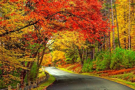 New England Leaf Calendar Terry Georgina