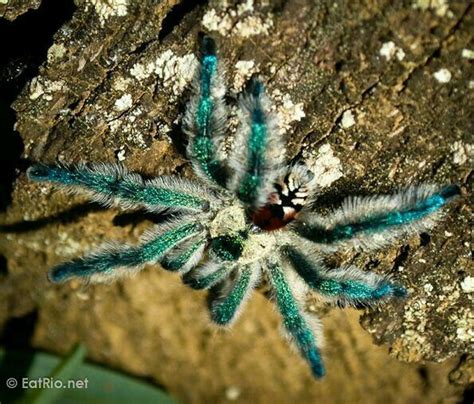 You spend all that money on a beautiful spider that hides itself away 99% of the time lol. Brazilian Jewel Tarantula | Papillon insecte, Araignée ...