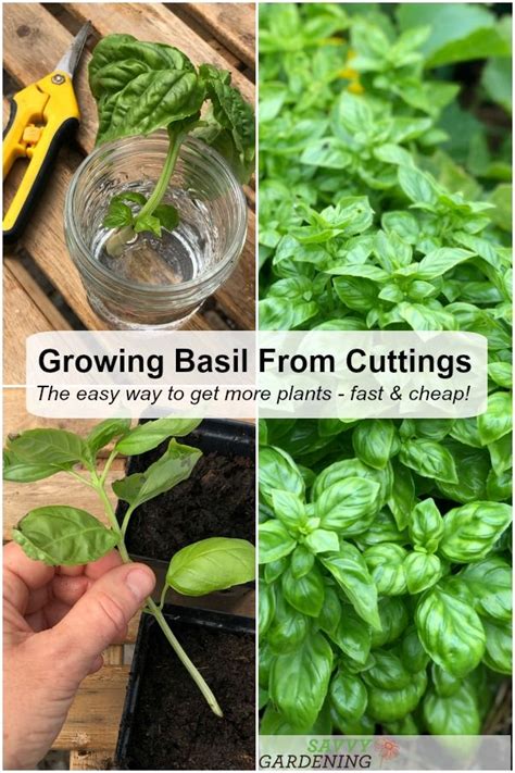Growing Basil From Cuttings To Get More Plants Fast And Cheap