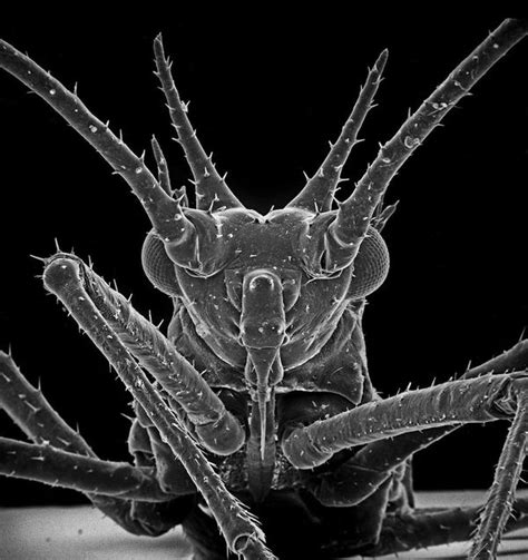 David M Phillips Photographs Insects With An Electron Microscope In