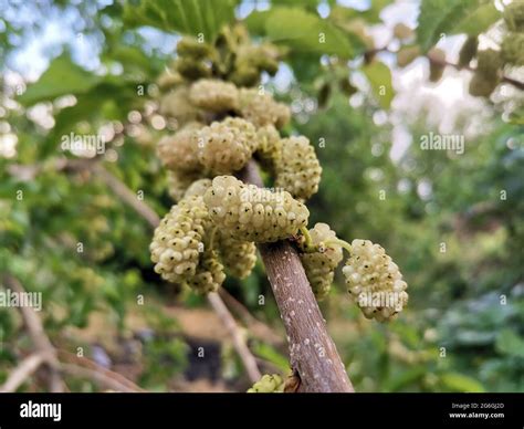 Mulberry Tree And Mulberry Fruit White Berry Stock Photo Alamy