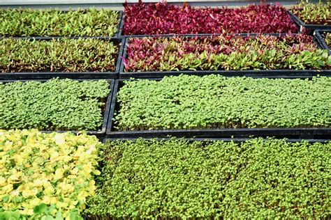 Agriculture urbaine à Marseille – Le Paysan urbain – Love spots