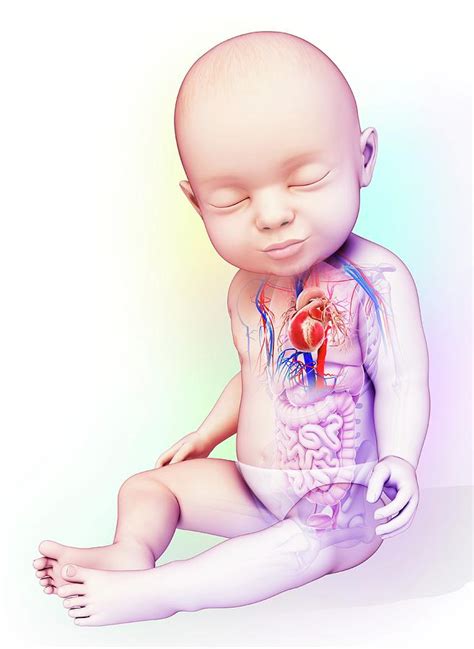 Babys Heart Photograph By Pixologicstudioscience Photo Library Fine