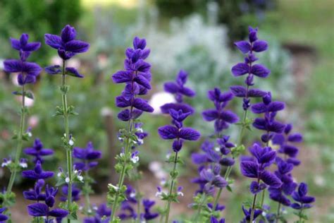 Salvia Horminum Blue Annual Sage