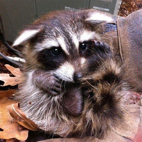 Cyoot Pet Raccoon Baby Animals Cute Funny Animals