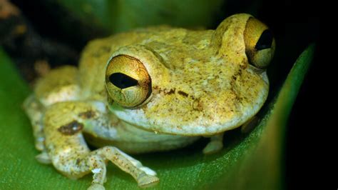 The Invasive Cuban Tree Frog Gives Jamaicans The Jitters But Its A