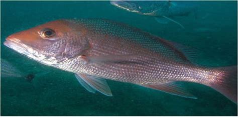 Managing Ciguatera Fish Poisoning Requires Broad Partnerships Blue