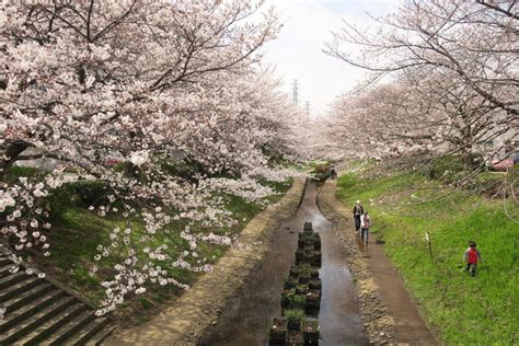 Iconic Cherry Blossoms In 2018 From Northern Yokohama Japan
