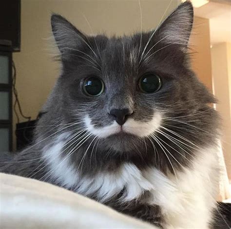 Moustachioed Moggies Owners Share Snaps Of Their Cats With Very Funny