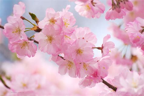 Arriba Imagem Cherry Blossom Screen Background Thcshoanghoatham