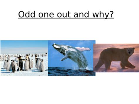 Why Dont Polar Bears Eat Penguins Antarctica Teaching Resources