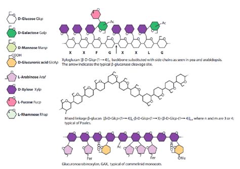 Exemples De Structures De Trois Hémicelluloses Xyloglucane β Glucane Download Scientific