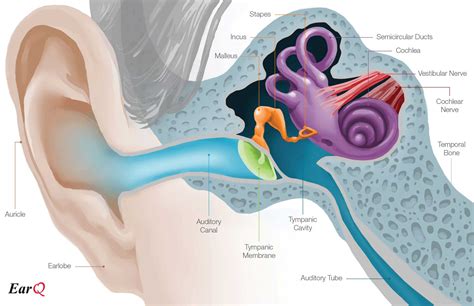 Organs Of Hearing And Balance Anatomical Chart The Ear Fournitures