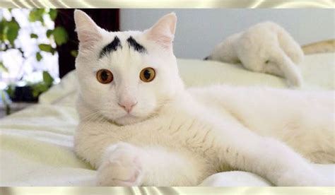 10 Cats With The Craziest Fur Markings Ever Planet Of Goodness Cats