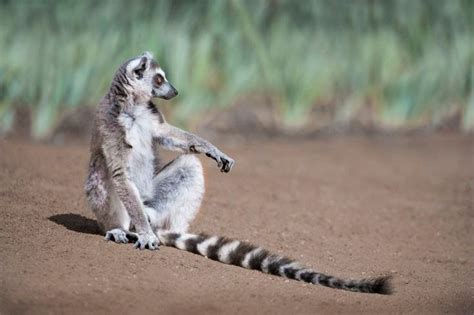 Leaping Lemurs Photographed On The Island Of Madagascar By Dale Morris