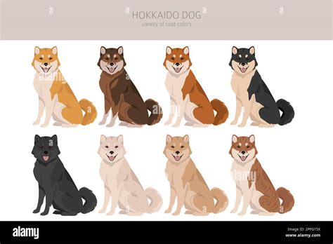 Hokkaido Dog Ainu Dog Clipart Different Poses Coat Colors Set