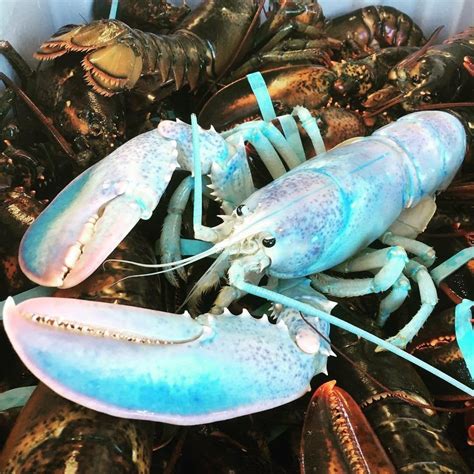 Cotton Candy Lobster 1 In 100million Catch Donated To The Huntsman