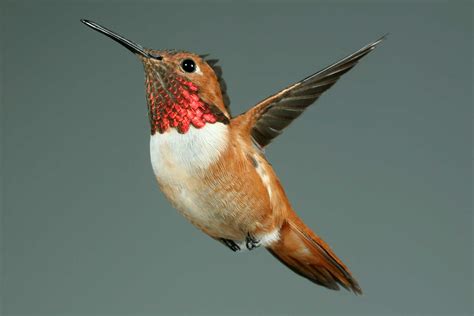 Rufous Hummingbird — Digital Grin Photography Forum