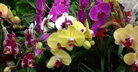Different Types Of Orchids And How To Care For Them Orchid Flowers