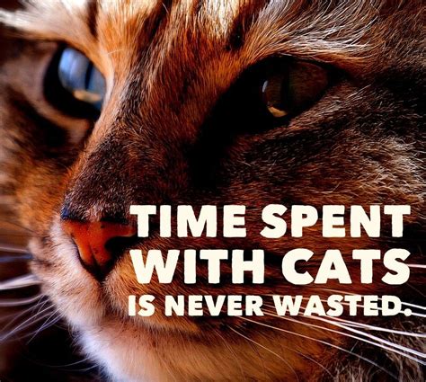 Cat Quotes 25 Sayings Only Cat Lovers Will Understand Cat And Dog