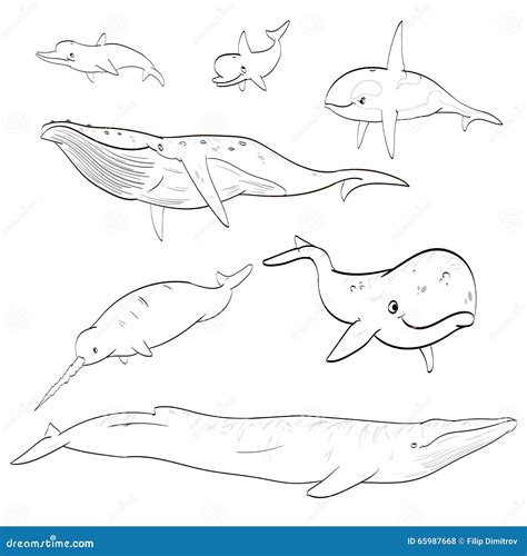 Line Drawing Cartoon Whales Collection Stock Vector Illustration Of