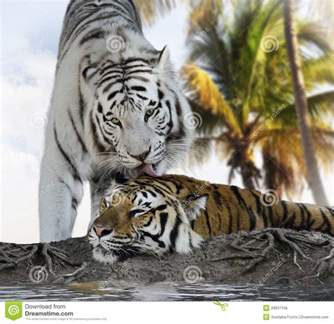 White And Brown Tigers Stock Photo Image Of Tiger Black 29837156