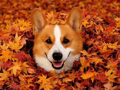 He replies that it is merely caused by the collar he has to wear at home. 14 Corgis Excited for Fall - Most Adorable Corgi Photos