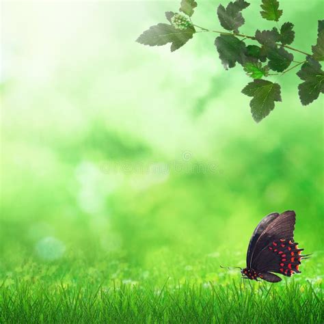 Spring Field And Butterfly Stock Photo Image Of Nature 36670742