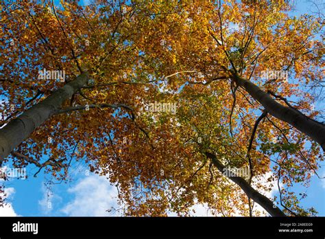 Golden Canopy Of Three Tall Young Beech Trees In Autumn With Orange