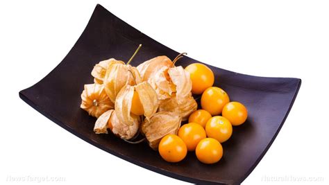 Although actually the cape gooseberries are native to america, but are cultivated in many tropical and subtropical climates such as; 9 amazing health benefits of goldenberries - NaturalNews.com