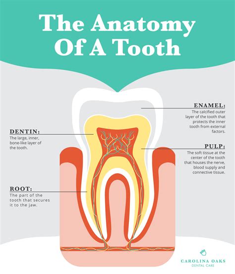 Anatomy Of A Tooth Oconee Dental Associates