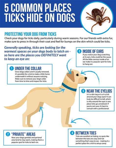 Does Your Dog Have Lyme Disease Ticks On Dogs Flea And Tick Tick