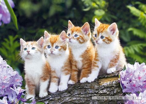 Kat huisdier zoogdier dier katachtig kitten dierlijke dieren schattig poes. 1000 st puzzel: Vier poesjes op een rij (Dieren, Katten ...